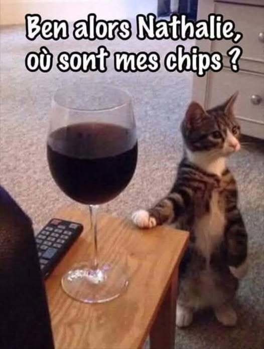 BEAUJOLAIS ET CHAT....