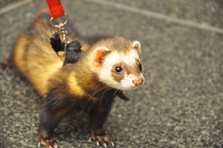 FURET.jpg