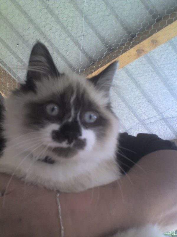 rencontre chat animaux