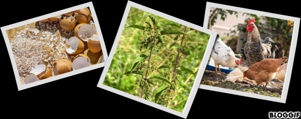 COQUILLE DE COCOTTES