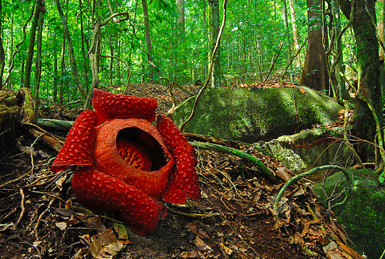 borneo-jungle-plus-grand-fleur-du-monde.jpg