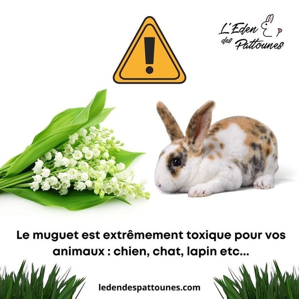 how-to-pronounce-la-f-te-du-muguet-the-lily-of-the-valley-festival