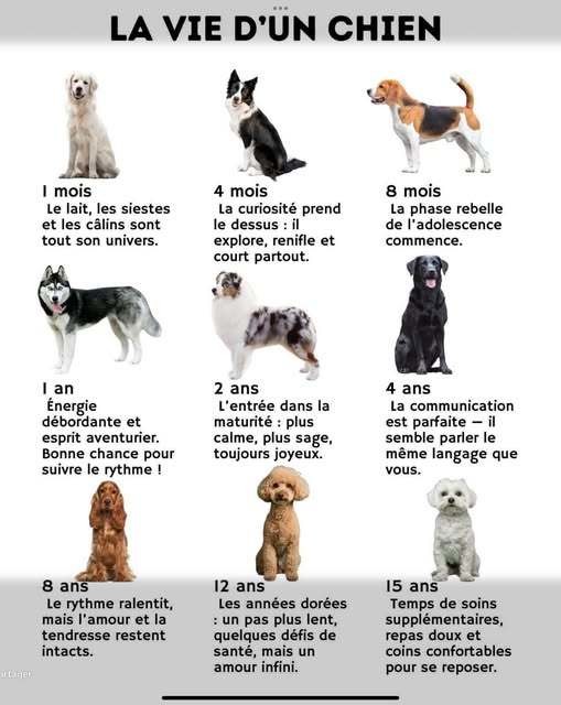 NOS CHIENS
