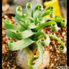 PLANTE
